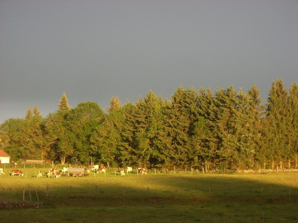 Les Roulottes De La Ferme Des Chanaux Saint-Julien-d'Ance Номер фото
